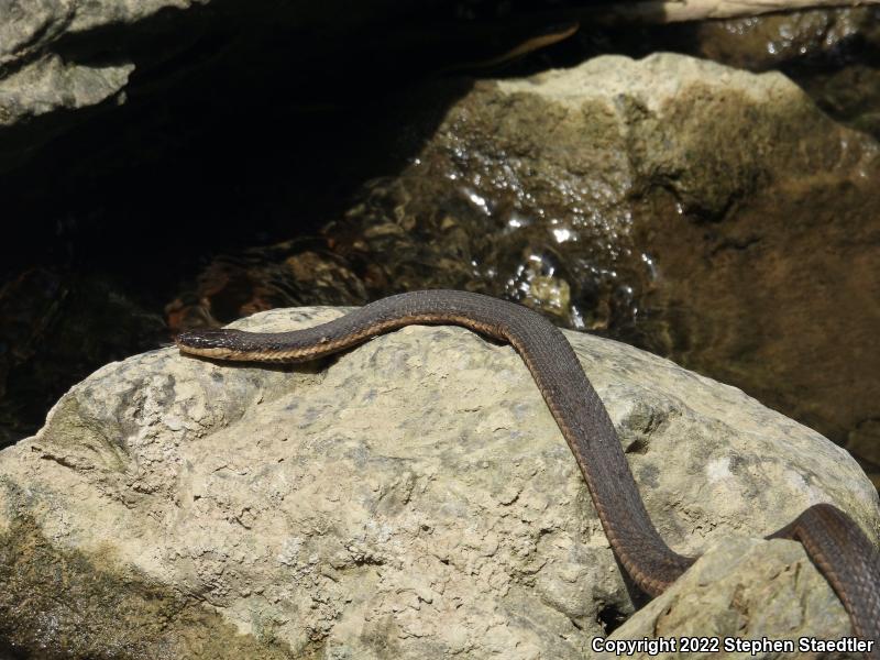 Queensnake (Regina septemvittata)