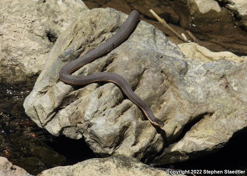 Queensnake (Regina septemvittata)