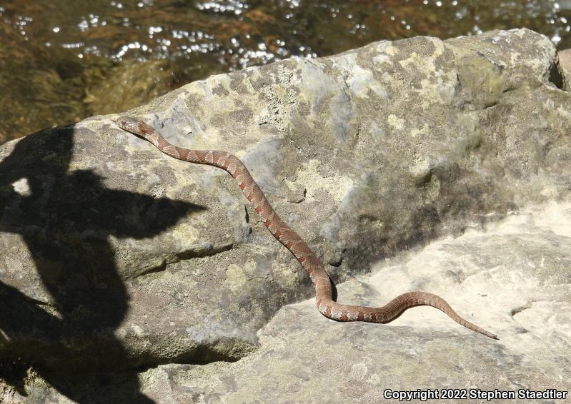 Northern Watersnake (Nerodia sipedon sipedon)