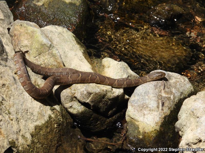 Northern Watersnake (Nerodia sipedon sipedon)