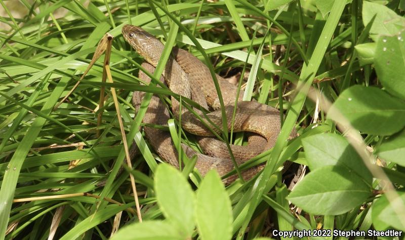 Northern Watersnake (Nerodia sipedon sipedon)