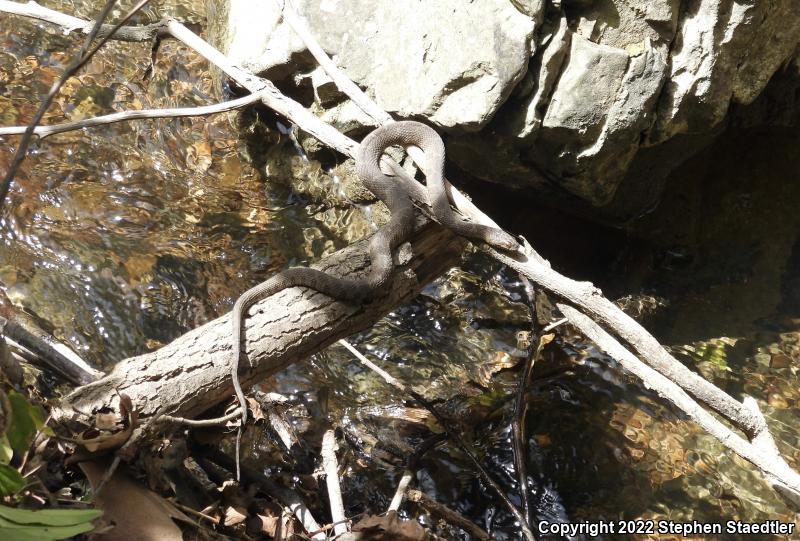 Northern Watersnake (Nerodia sipedon sipedon)