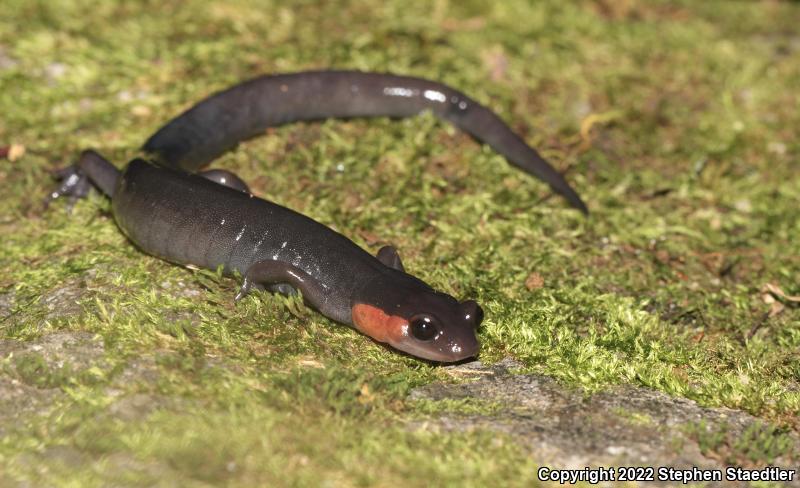 Red-cheeked Salamander (Plethodon jordani)