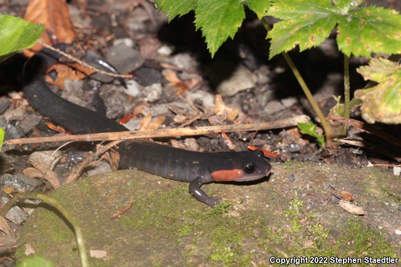 Red-cheeked Salamander (Plethodon jordani)