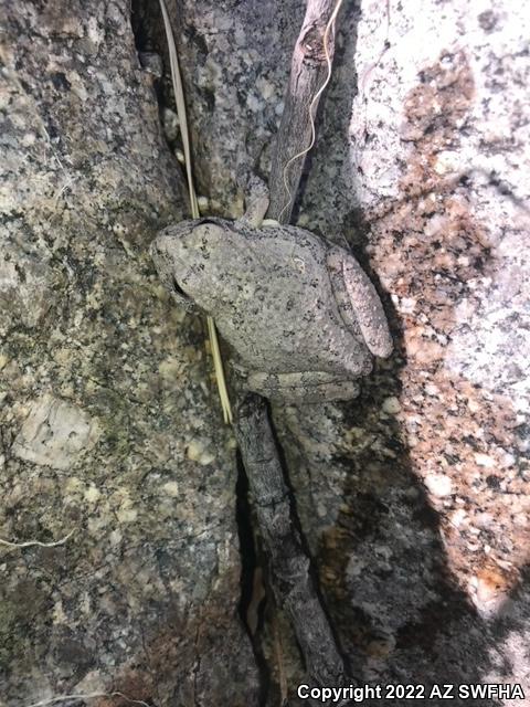 Canyon Treefrog (Hyla arenicolor)