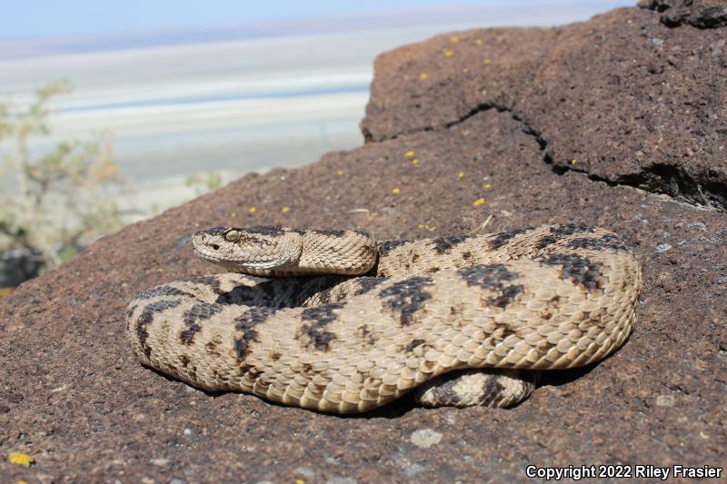 Great Basin Rattlesnake (Crotalus oreganus lutosus)