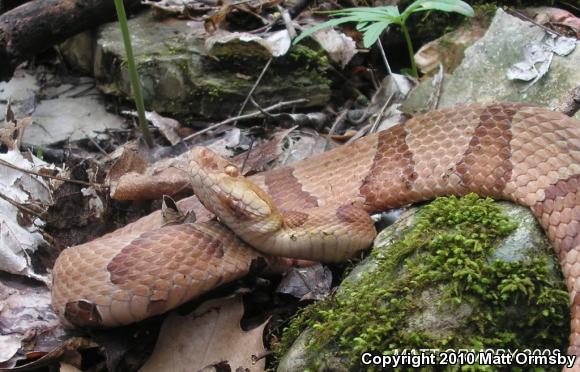 Northern  Copperhead (Agkistrodon contortrix mokasen)