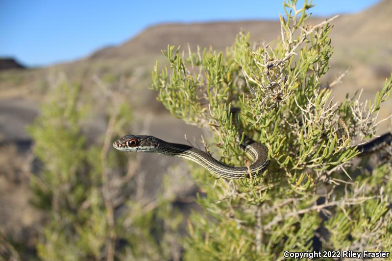 Desert Striped Whipsnake (Coluber taeniatus taeniatus)