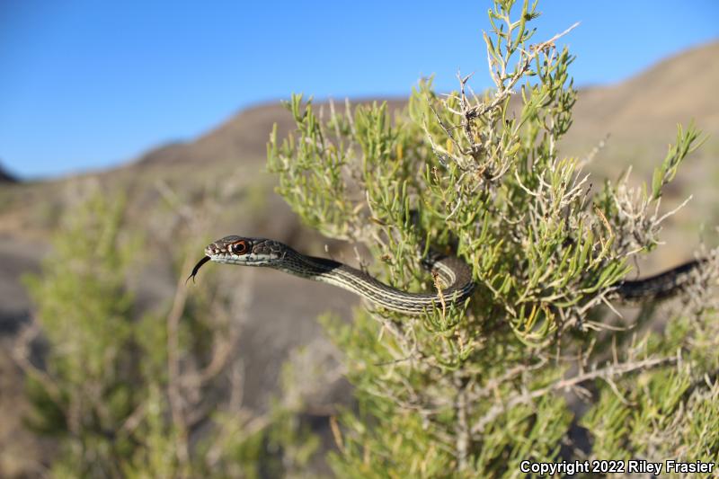 Desert Striped Whipsnake (Coluber taeniatus taeniatus)