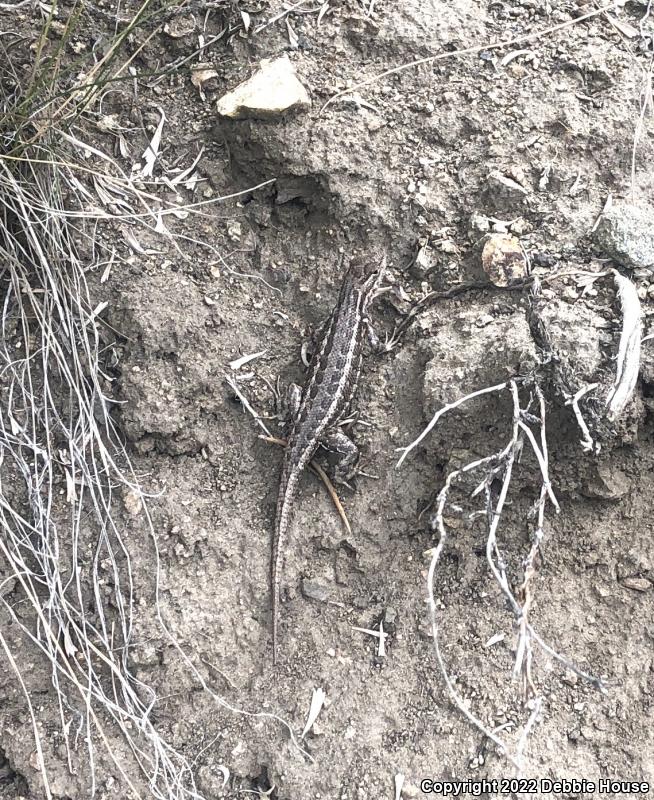 Northern Sagebrush Lizard (Sceloporus graciosus graciosus)