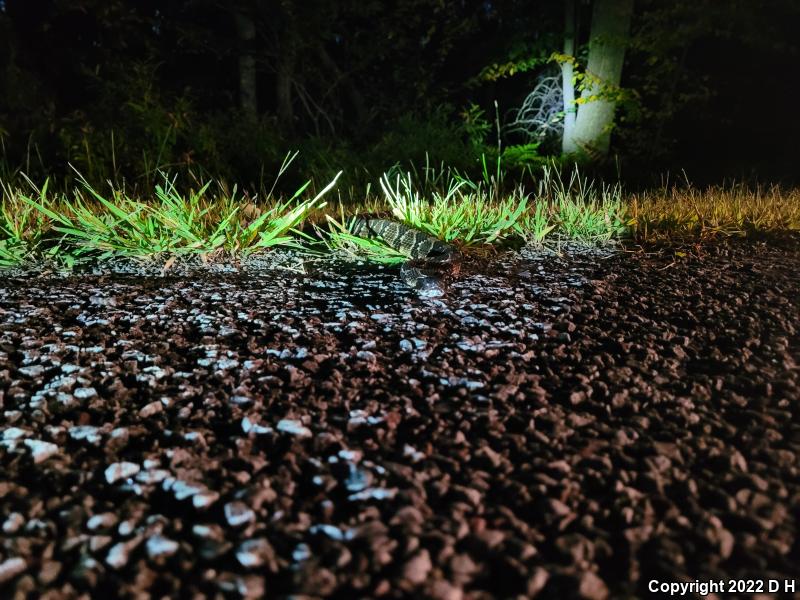 Timber Rattlesnake (Crotalus horridus)