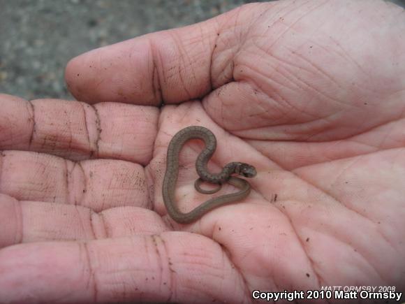 Midland Brownsnake (Storeria dekayi wrightorum)