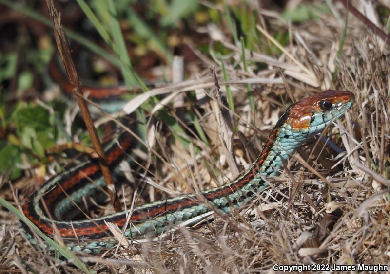 San Francisco Gartersnake (Thamnophis sirtalis tetrataenia)