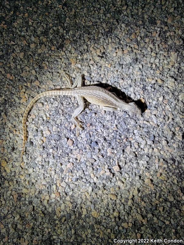 Northern Desert Iguana (Dipsosaurus dorsalis dorsalis)