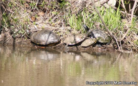 Red-eared Slider (Trachemys scripta elegans)