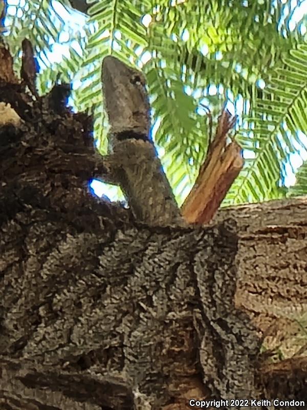 Desert Spiny Lizard (Sceloporus magister)