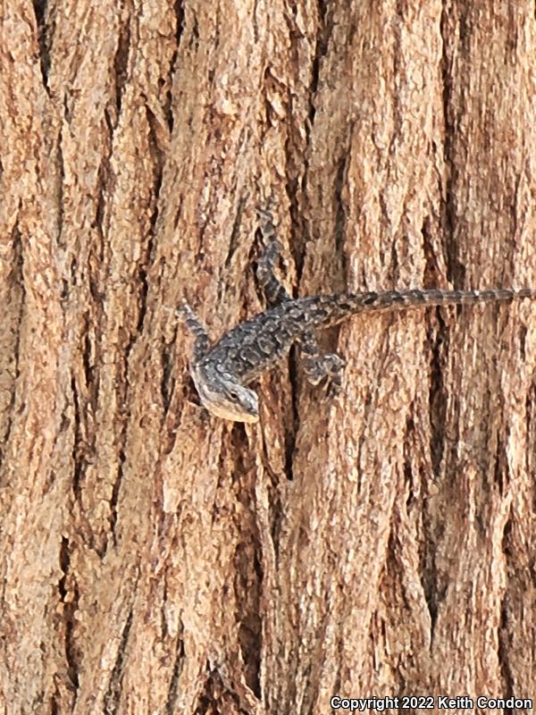 Ornate Tree Lizard (Urosaurus ornatus)