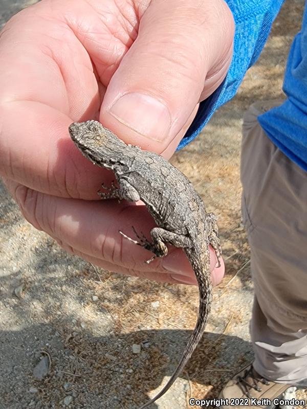 Ornate Tree Lizard (Urosaurus ornatus)