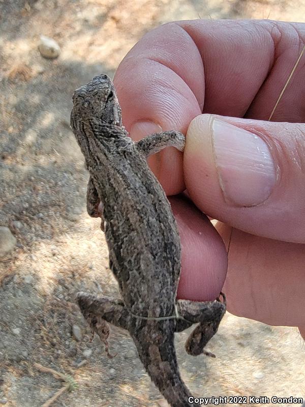 Ornate Tree Lizard (Urosaurus ornatus)