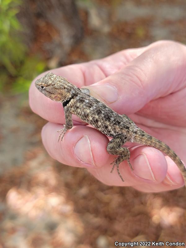 Desert Spiny Lizard (Sceloporus magister)