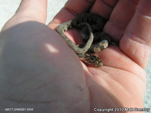 Northern Watersnake (Nerodia sipedon sipedon)