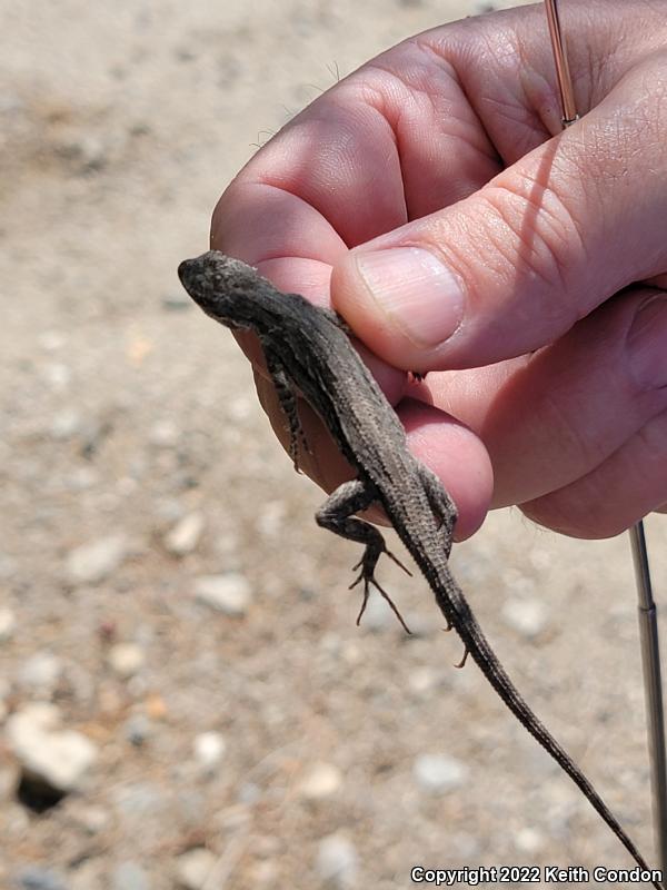 Ornate Tree Lizard (Urosaurus ornatus)