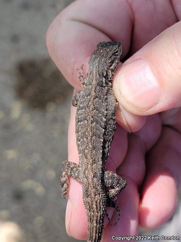 Ornate Tree Lizard (Urosaurus ornatus)