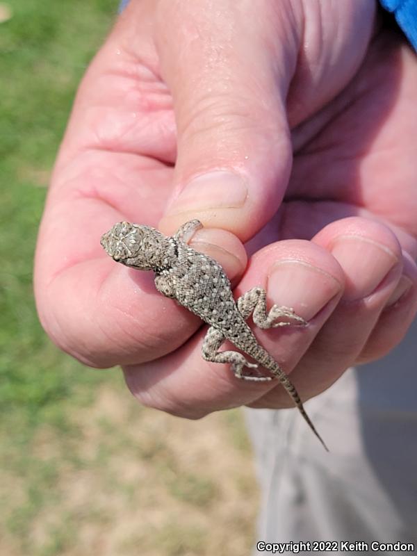 Desert Spiny Lizard (Sceloporus magister)