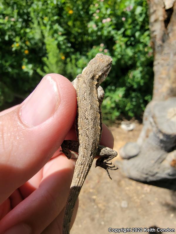 Western Long-tailed Brush Lizard (Urosaurus graciosus graciosus)