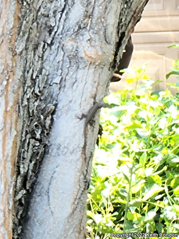 Ornate Tree Lizard (Urosaurus ornatus)