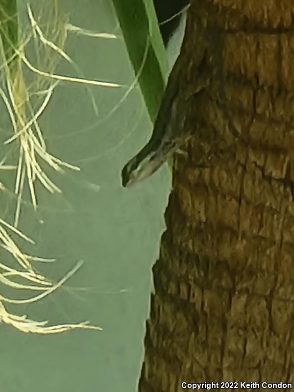 Tree & Bush Lizards (Urosaurus)