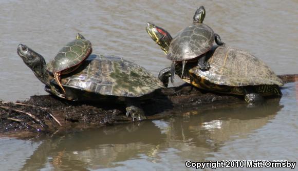 Western Painted Turtle (Chrysemys picta bellii)