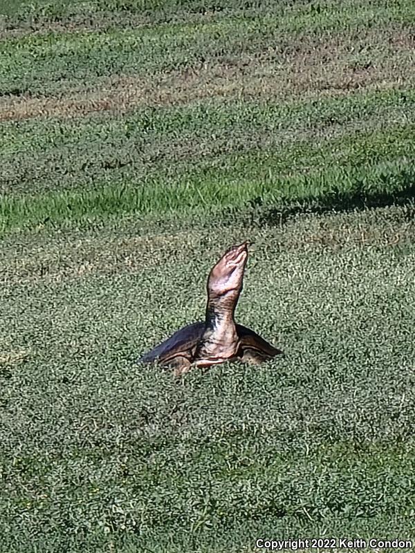 Spiny Softshell (Apalone spinifera)