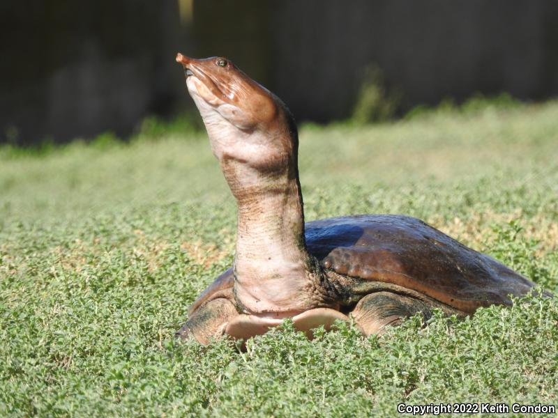 Spiny Softshell (Apalone spinifera)