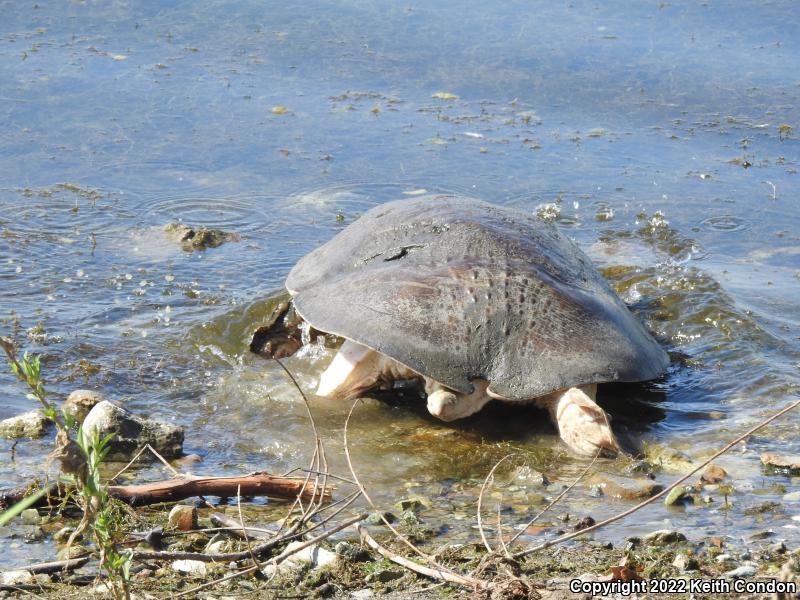 Spiny Softshell (Apalone spinifera)