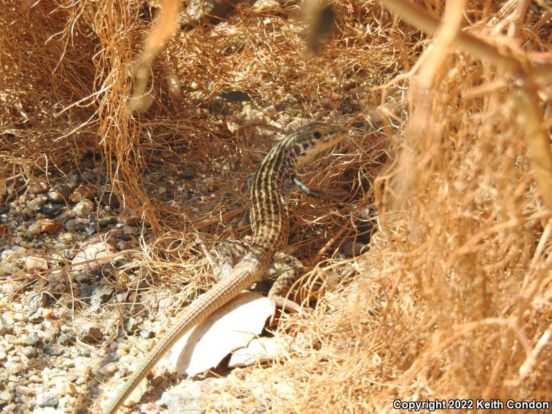 Coastal Whiptail (Aspidoscelis tigris stejnegeri)