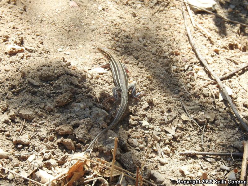 Belding's Orange-throated Whiptail (Aspidoscelis hyperythra beldingi)