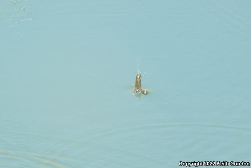 African Clawed Frog (Xenopus laevis)