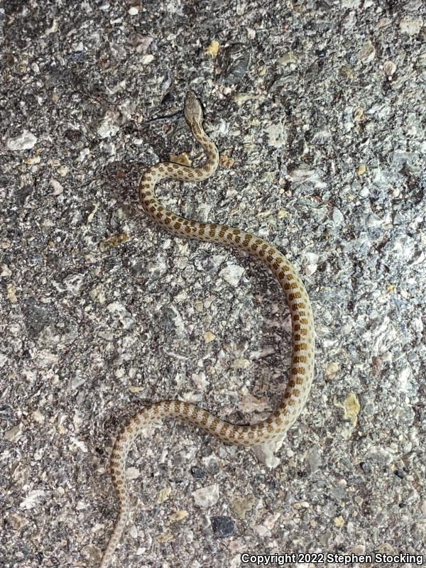 Desert Nightsnake (Hypsiglena chlorophaea deserticola)