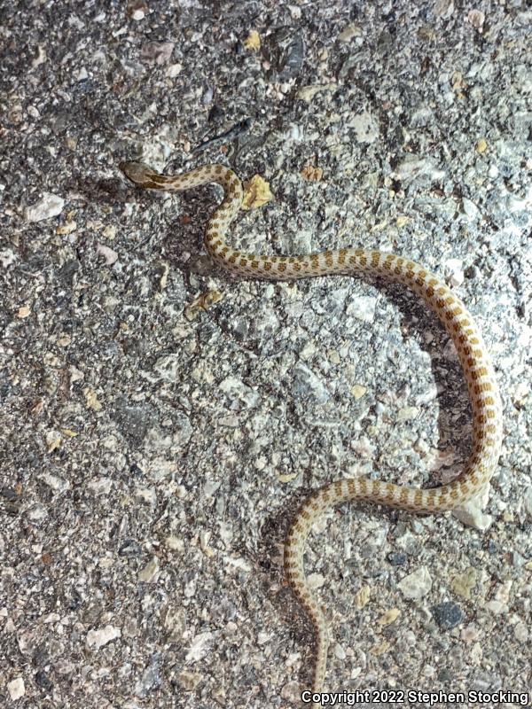 Desert Nightsnake (Hypsiglena chlorophaea deserticola)