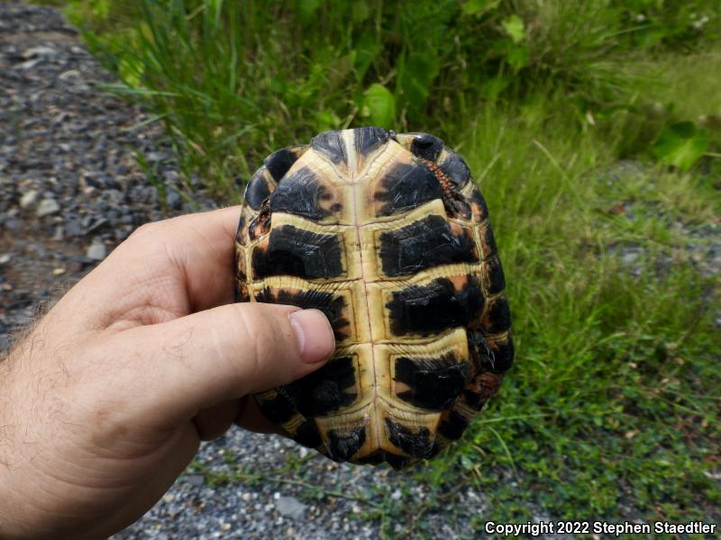 Wood Turtle (Glyptemys insculpta)