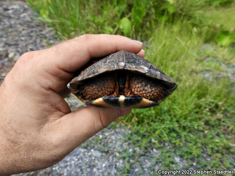 Wood Turtle (Glyptemys insculpta)