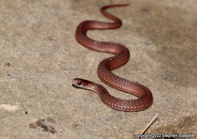 Northern Red-bellied Snake (Storeria occipitomaculata occipitomaculata)