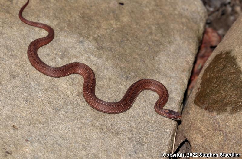 Northern Red-bellied Snake (Storeria occipitomaculata occipitomaculata)