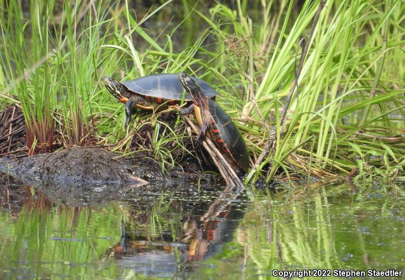 Eastern Painted Turtle (Chrysemys picta picta)