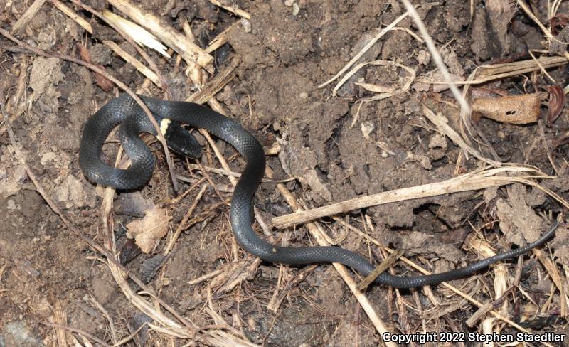 Northern Ring-necked Snake (Diadophis punctatus edwardsii)