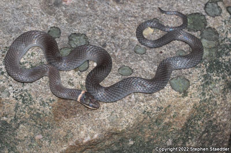 Northern Ring-necked Snake (Diadophis punctatus edwardsii)