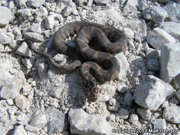 Northern Watersnake (Nerodia sipedon sipedon)