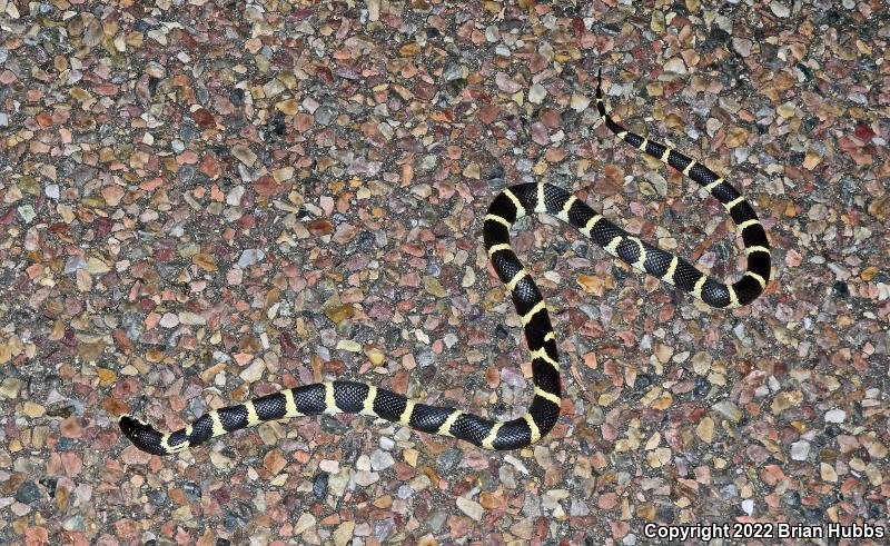 California Kingsnake (Lampropeltis getula californiae)