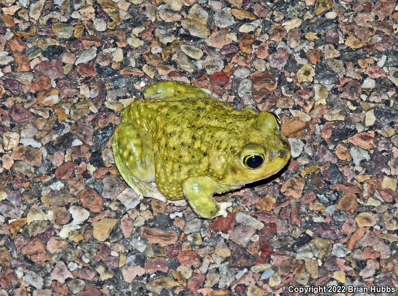 Couch's Spadefoot (Scaphiopus couchii)